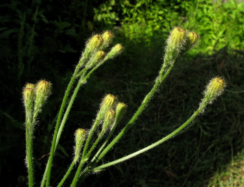 Изображение особи Scorzoneroides autumnalis.