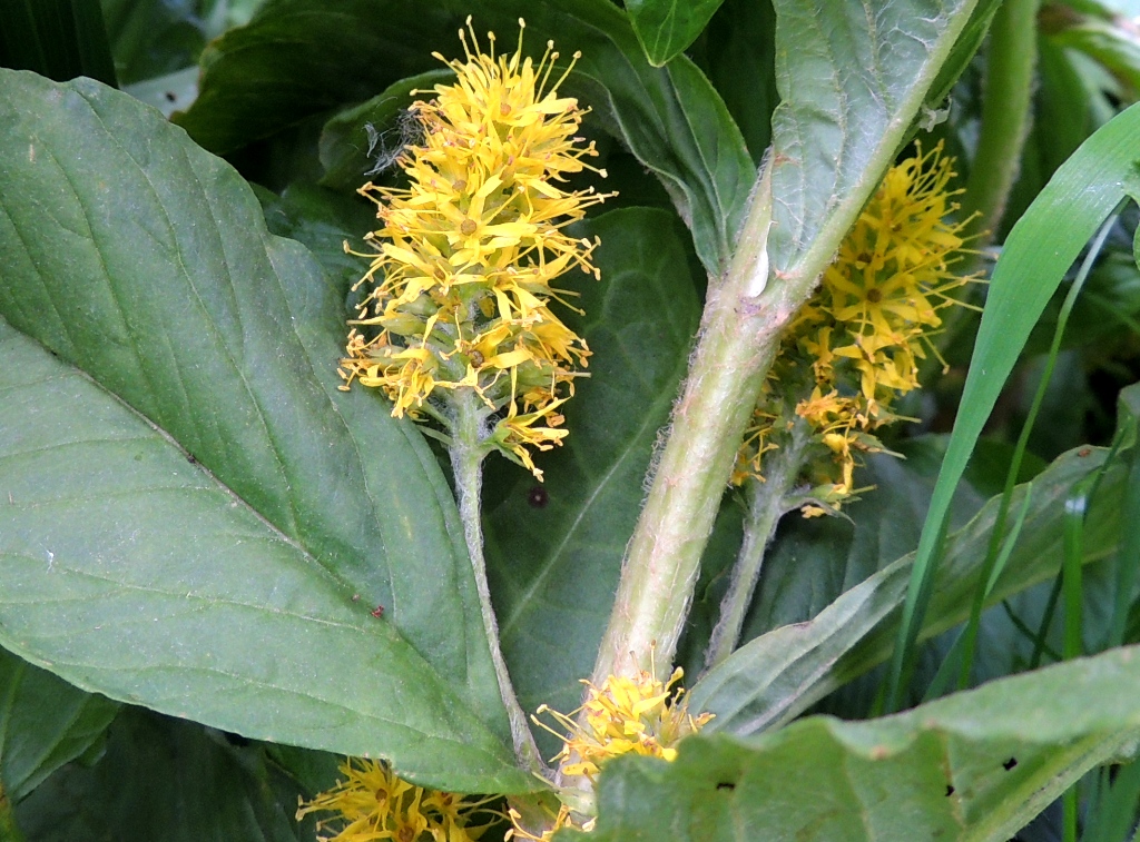 Изображение особи Naumburgia thyrsiflora.