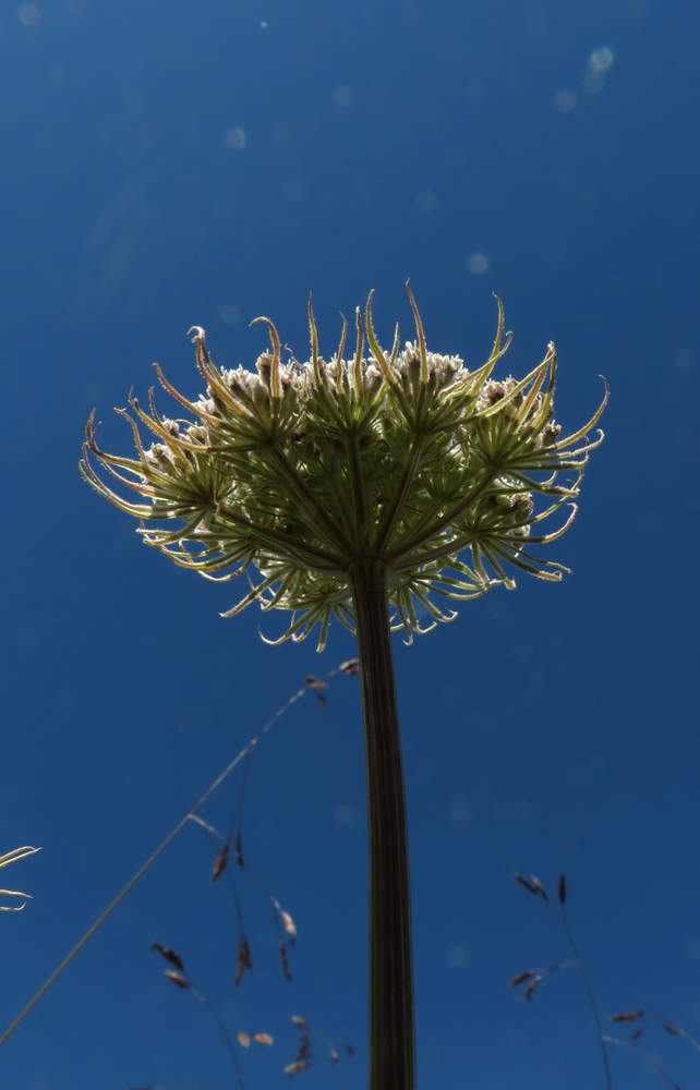 Изображение особи Pachypleurum alpinum.