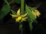 Lycopersicon esculentum