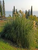 Cortaderia selloana. Цветущее растение. Республика Абхазия, Новый Афон, газон возле Симоно-Кананитского монастыря. Август 2014 г.