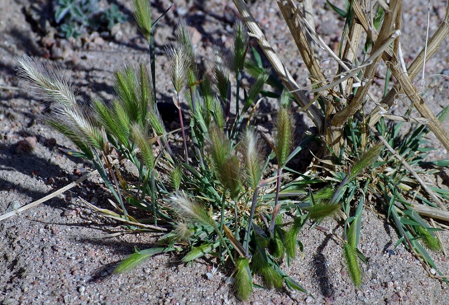 Image of Hordeum leporinum specimen.