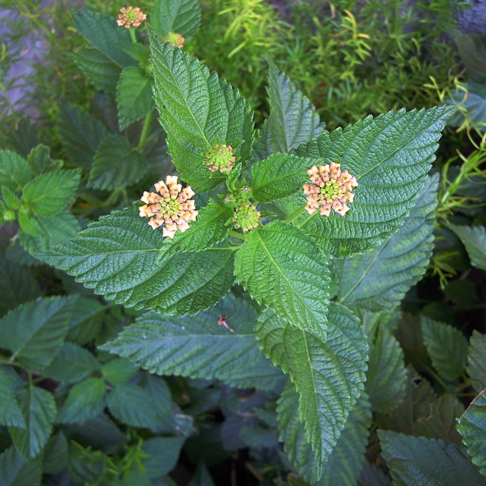 Image of Lantana camara specimen.