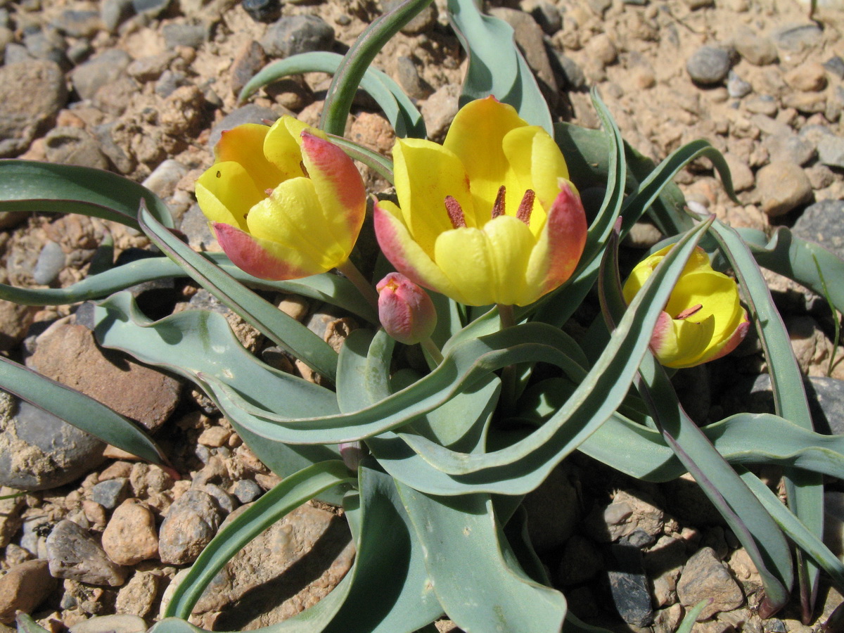 Изображение особи Tulipa lemmersii.