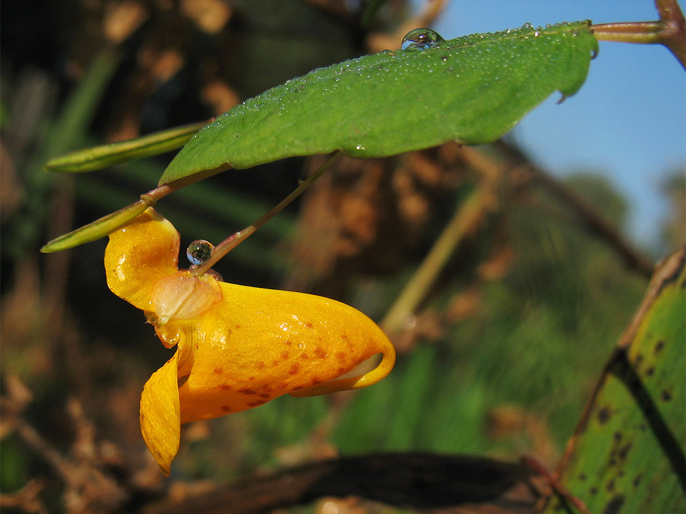 Изображение особи Impatiens capensis.