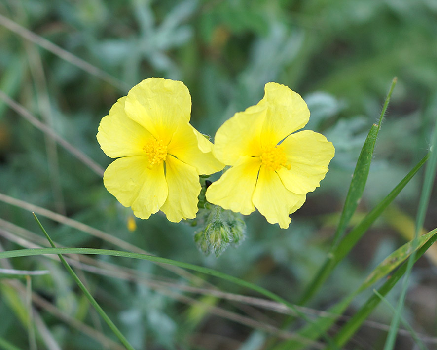 Image of Helianthemum ovatum specimen.