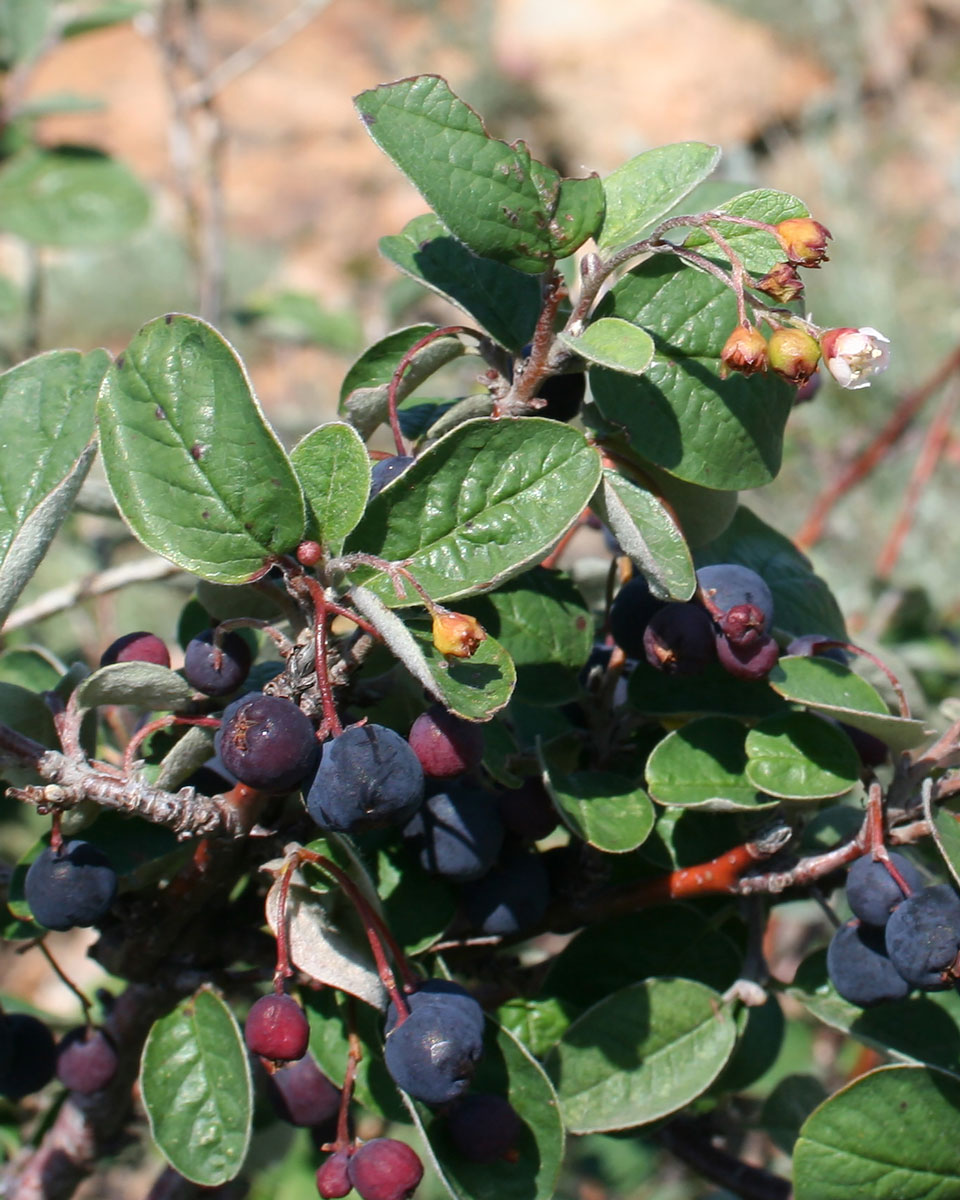 Image of Cotoneaster melanocarpus specimen.