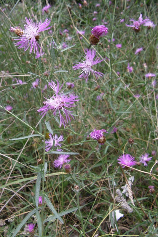 Image of Centaurea jacea ssp. substituta specimen.