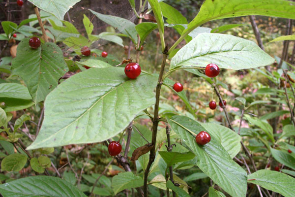 Image of Lonicera alpigena specimen.