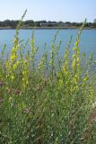 Linaria genistifolia