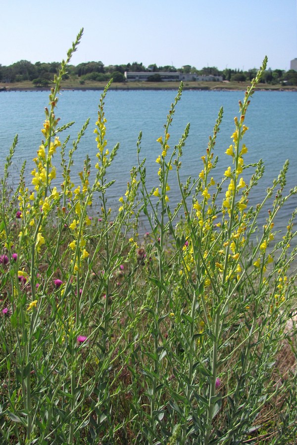 Изображение особи Linaria genistifolia.