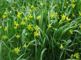 Gagea lutea