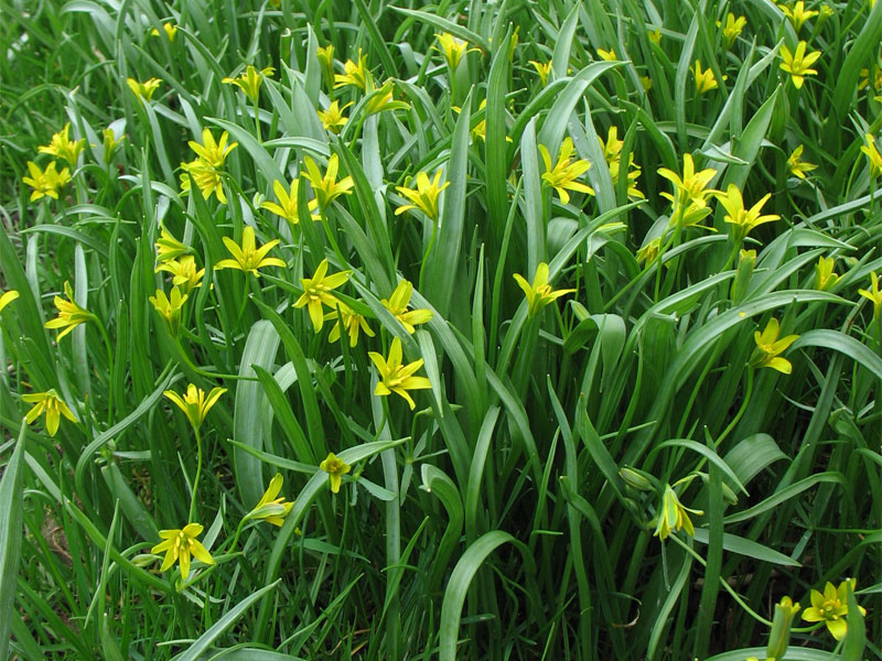 Image of Gagea lutea specimen.