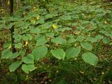 Tilia nasczokinii