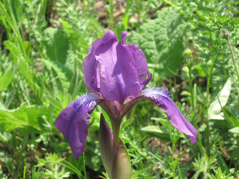 Изображение особи Iris aphylla.