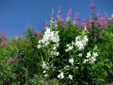 Chamaenerion angustifolium. Соцветия (бело- и розовоцветковая форма). Иркутская обл., Бодайбинский р-н, край карьера. 21.07.2008.