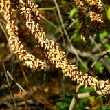 Amorpha fruticosa