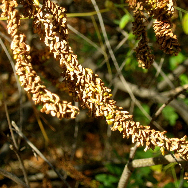 Image of Amorpha fruticosa specimen.