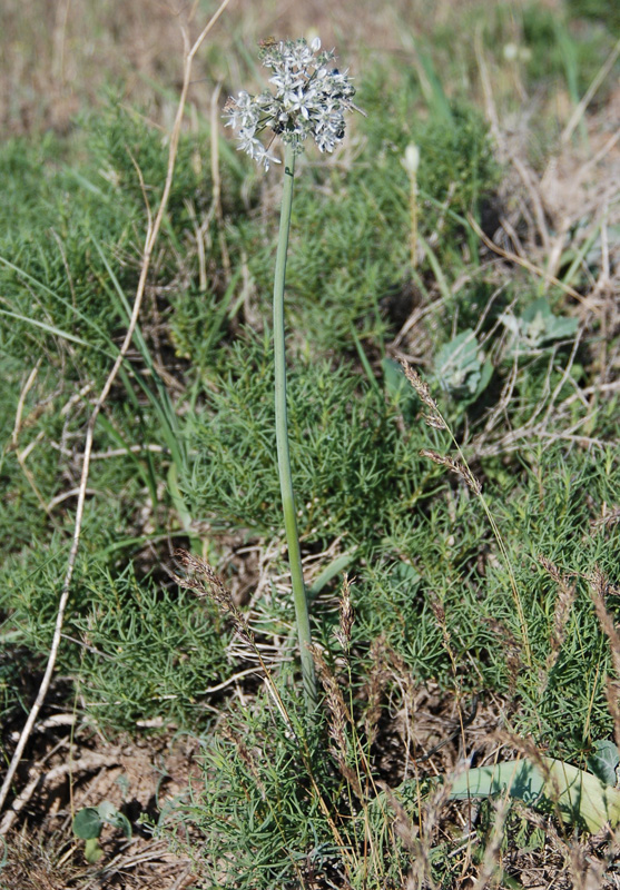 Image of Allium tulipifolium specimen.