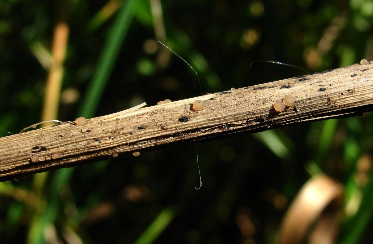 Image of Phalaroides arundinacea specimen.