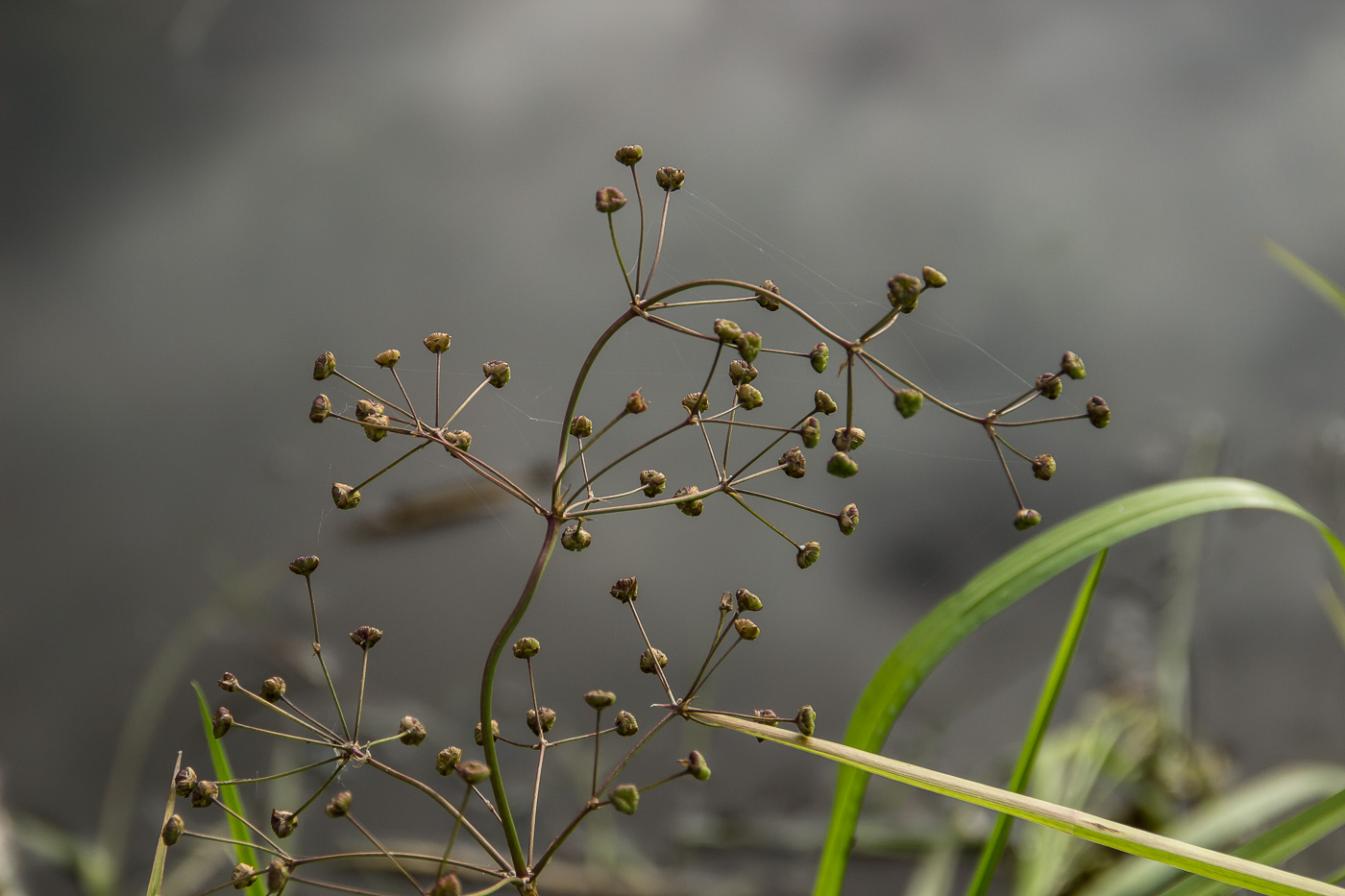 Изображение особи Alisma plantago-aquatica.