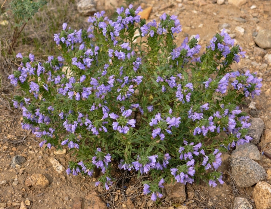 Изображение особи Dracocephalum olchonense.