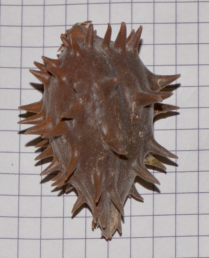 Image of Glossonema boveanum specimen.