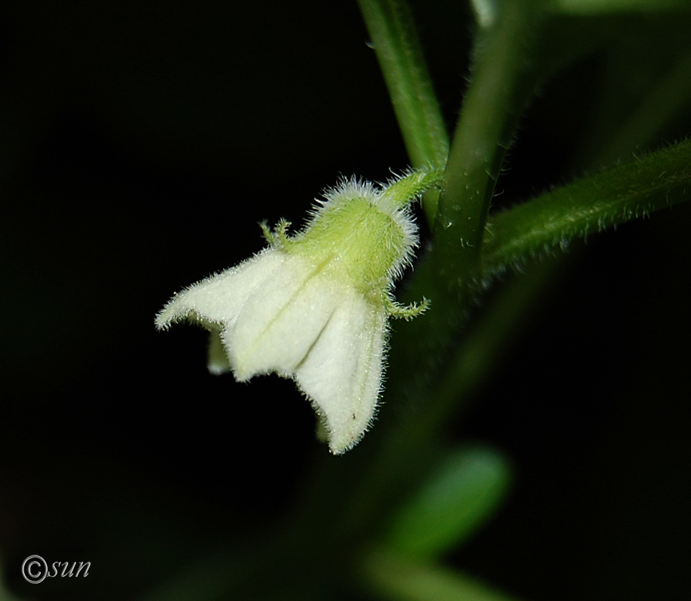 Image of Alkekengi officinarum specimen.