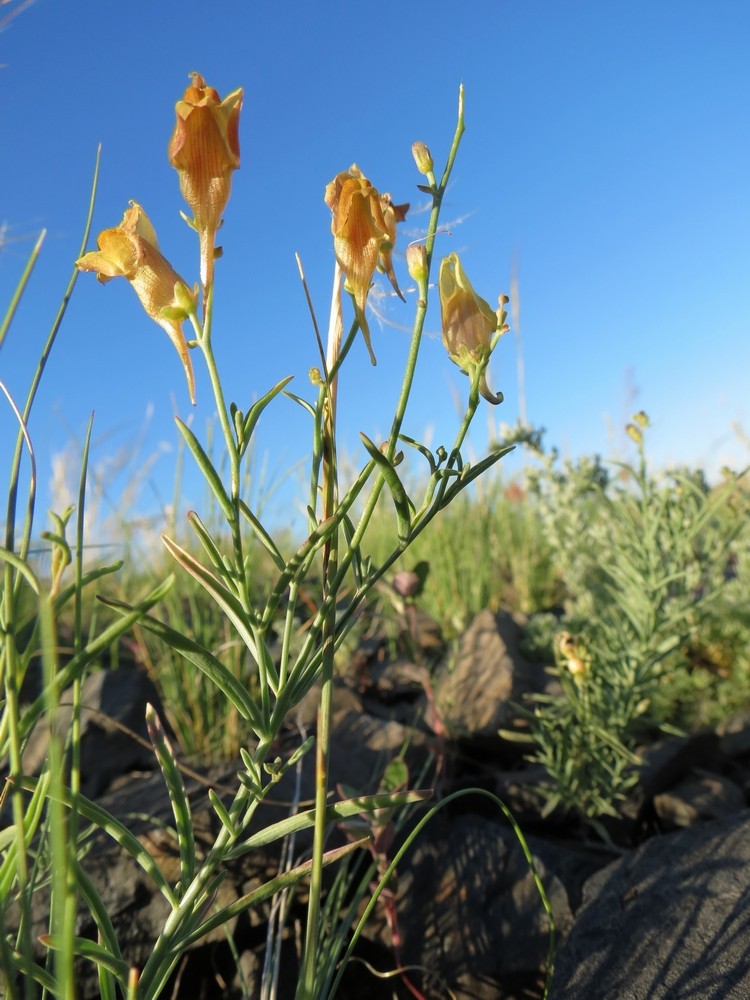 Image of Linaria hepatica specimen.