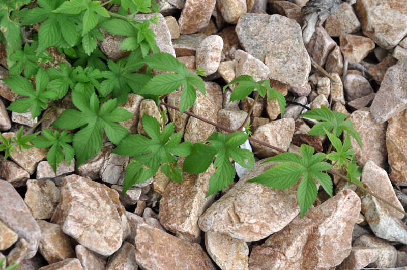 Image of Humulopsis scandens specimen.