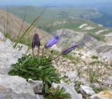 Campanula ciliata