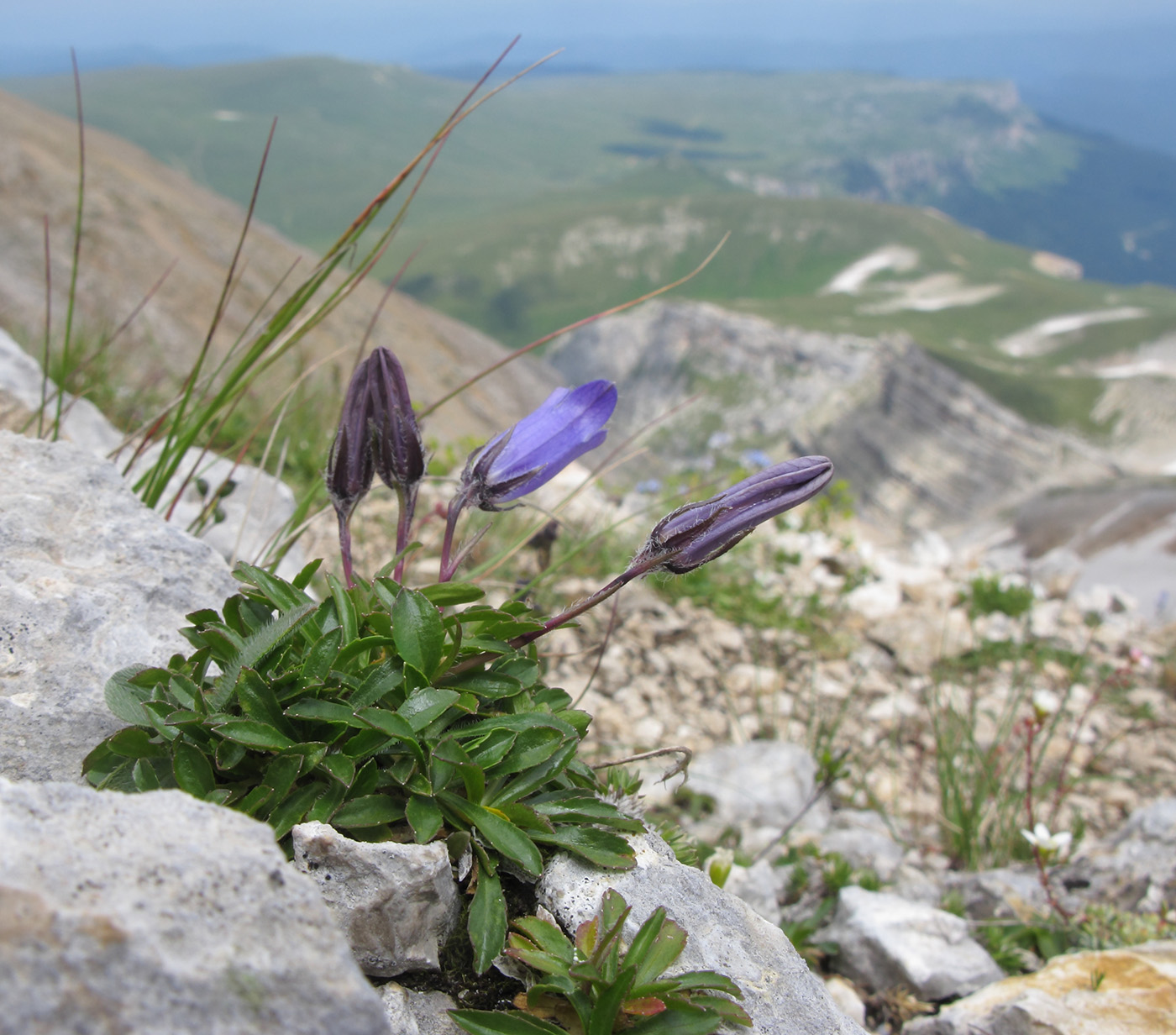 Image of Campanula ciliata specimen.