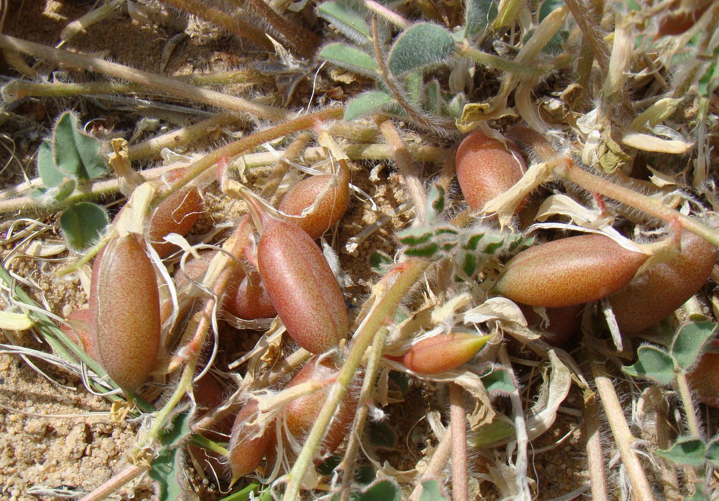 Изображение особи Astragalus flexus.