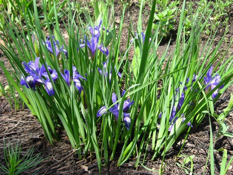 Image of Iris ruthenica specimen.