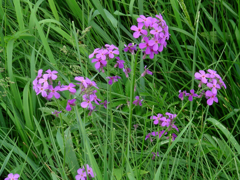 Image of Hesperis sibirica specimen.