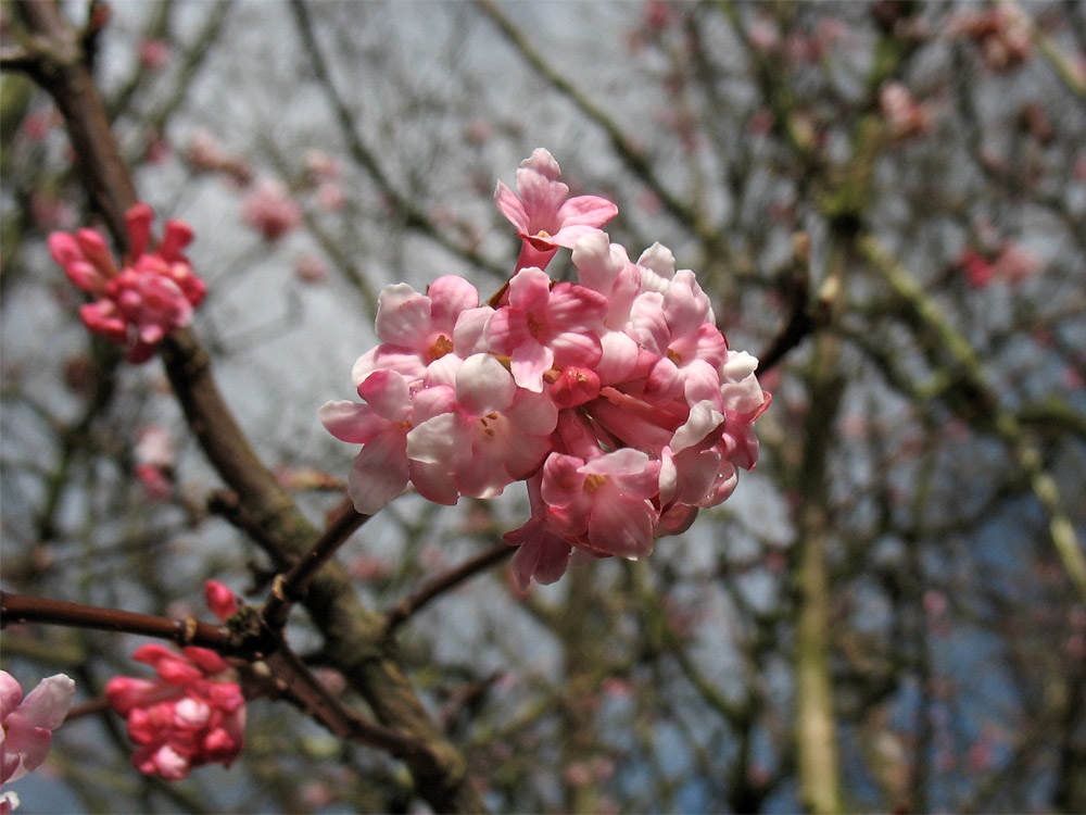 Изображение особи Viburnum farreri.