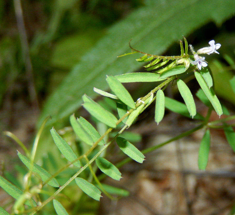 Image of Vicia loiseleurii specimen.