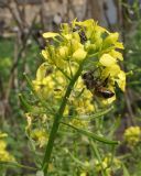 Sinapis alba. Соцветие с незрелыми плодами, клопом и пчелой медоносной (Apis mellifera L.). Восточный Казахстан, Уланский р-н, с. Украинка, дачный участок. 07.07.2014.
