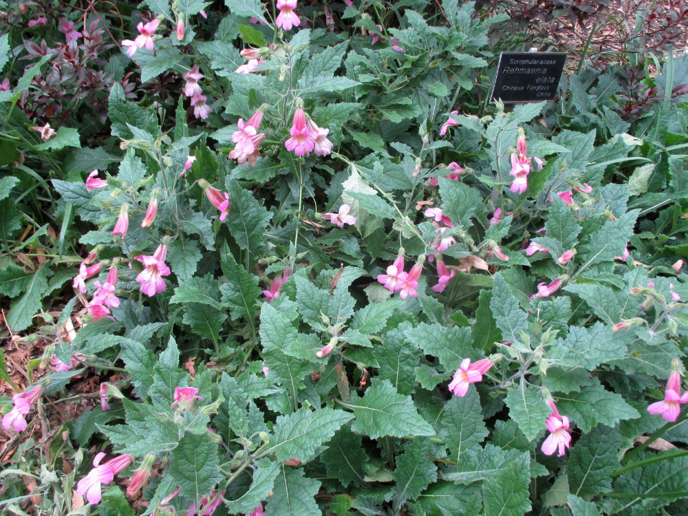 Image of Rehmannia elata specimen.