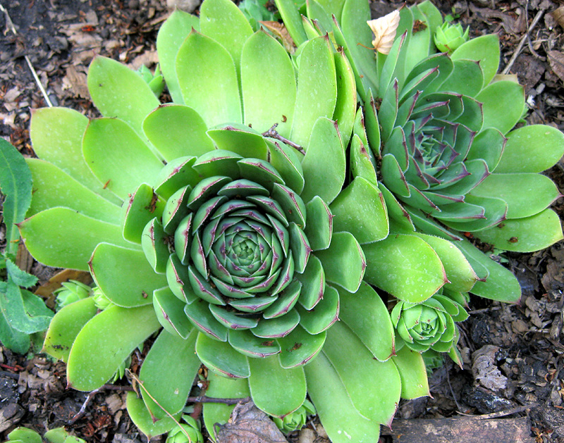 Image of Sempervivum tectorum specimen.