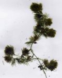 Ceratophyllum tanaiticum