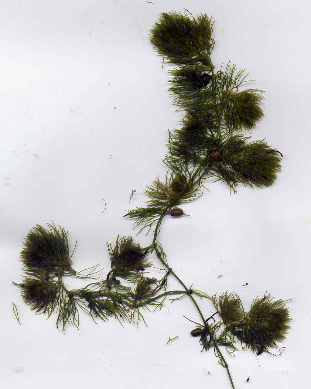 Image of Ceratophyllum tanaiticum specimen.