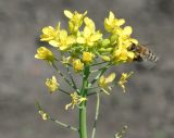 Image of taxon representative. Author is Тамара Риб