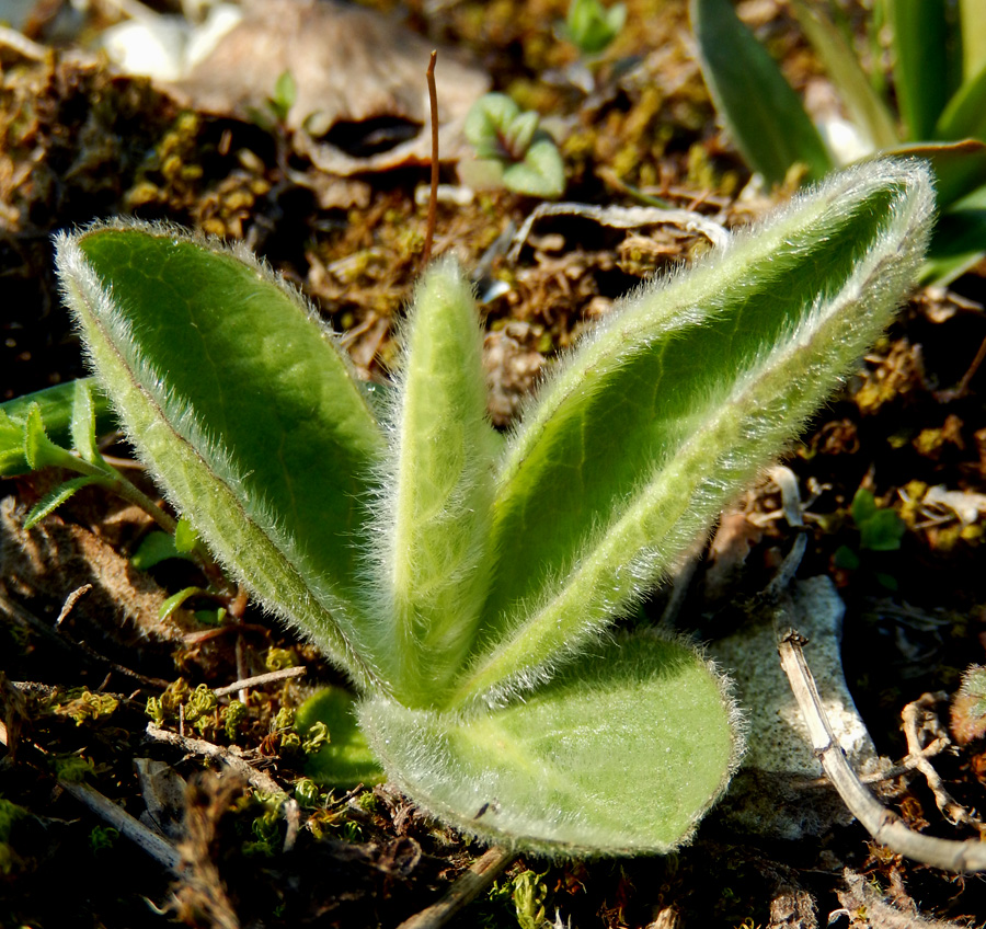 Изображение особи Inula oculus-christi.