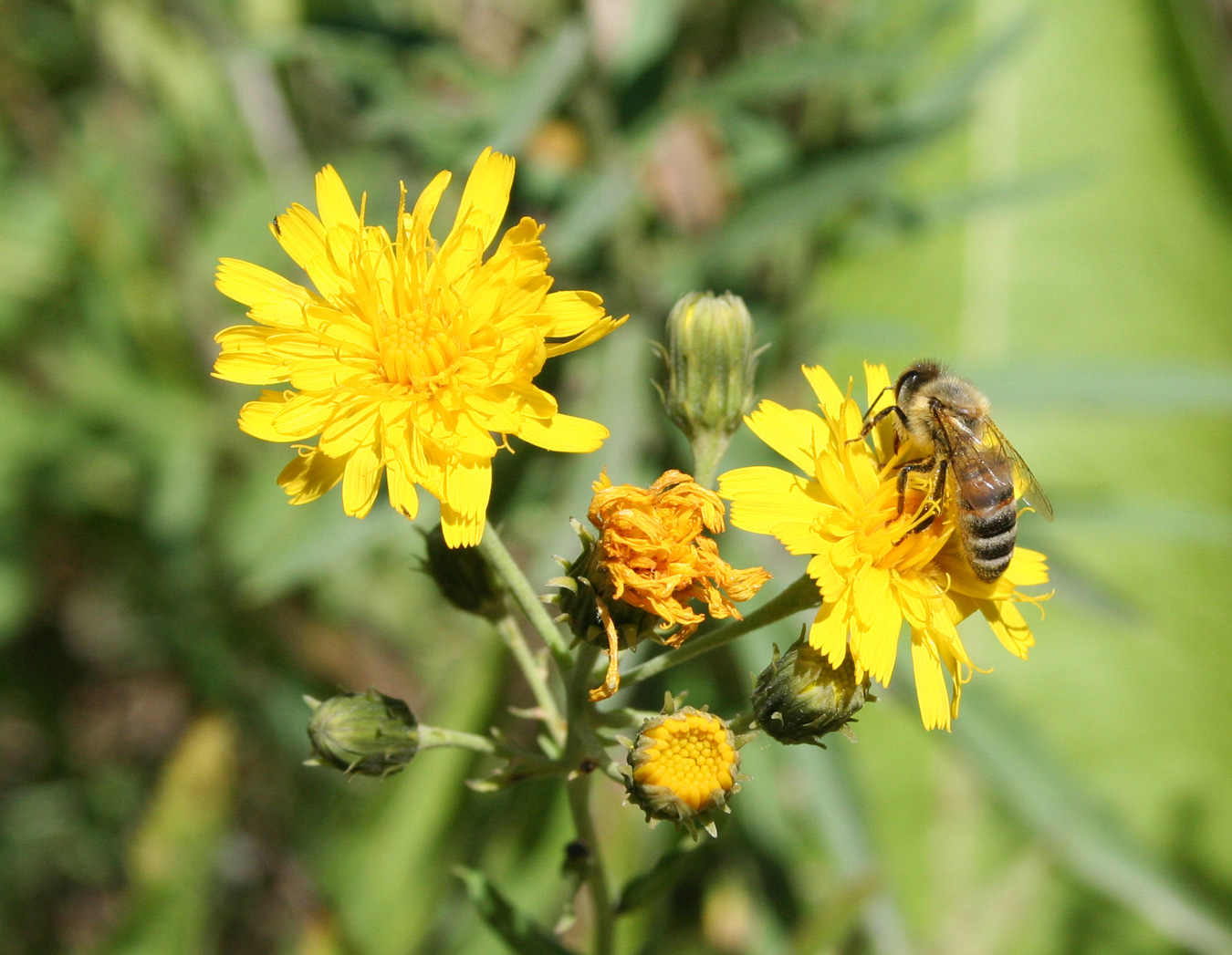 Изображение особи Hieracium umbellatum.