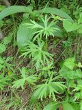 Aconitum ambiguum