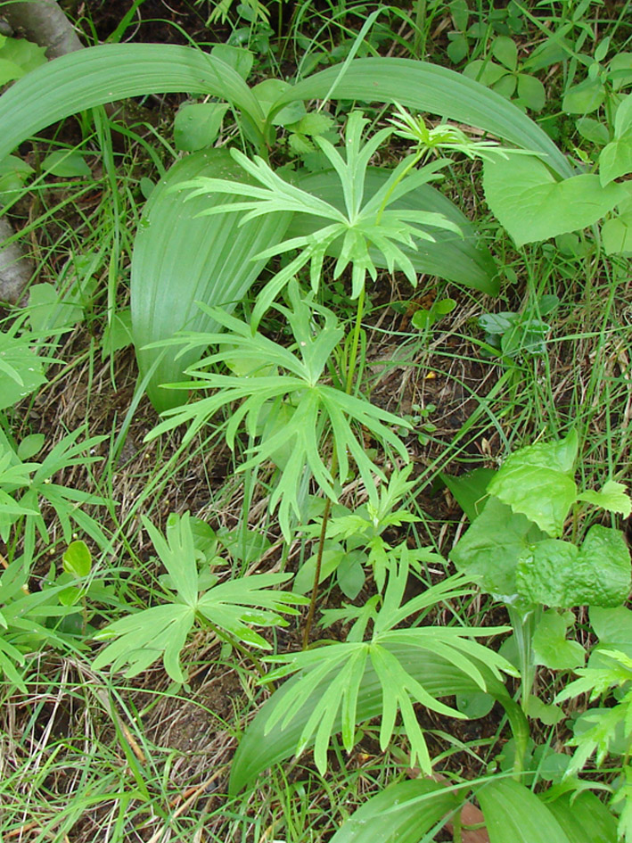 Изображение особи Aconitum ambiguum.