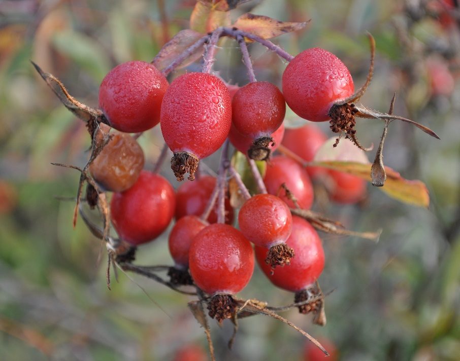 Image of Rosa glauca specimen.