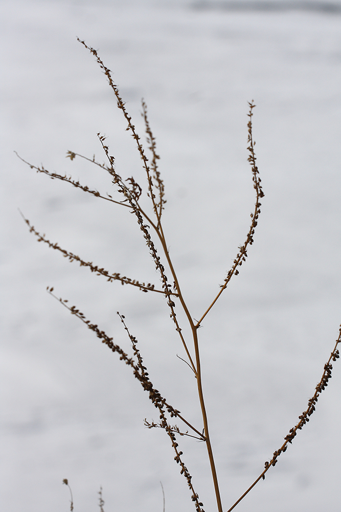 Image of Melilotus officinalis specimen.