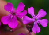 Silene armeria